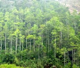 trong rung forestry