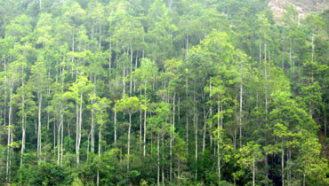 trong rung forestry