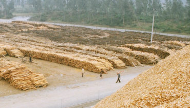 xuat khau dam go